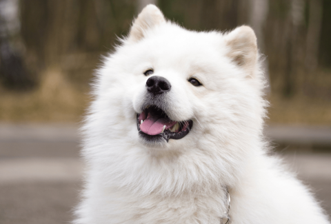 Samoyed İsimleri