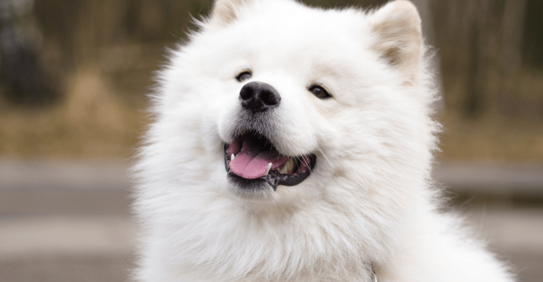 Samoyed İsimleri