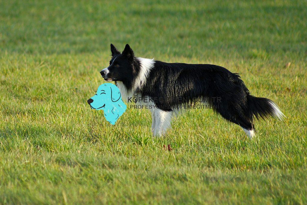Border Collie Egitmeni 1 2