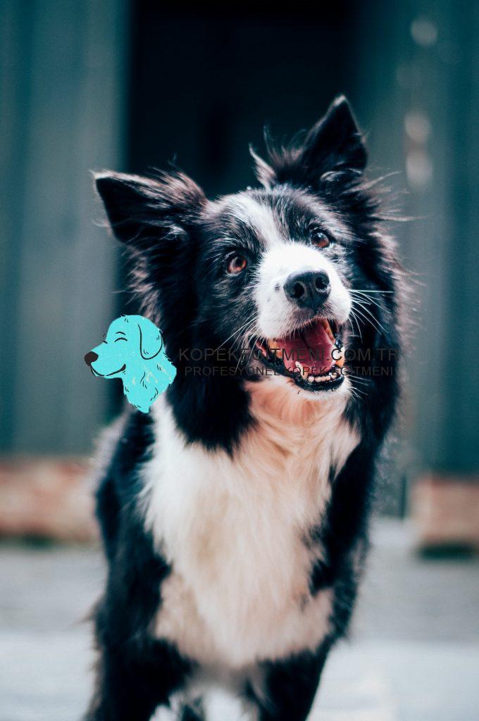 Border Collie Egitmeni 3