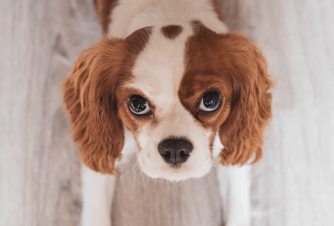Cavalier King Charles Eğitimi