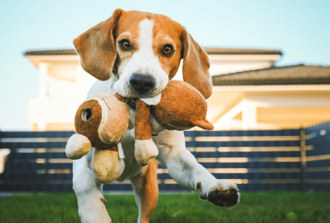 Beagle Eğitimi