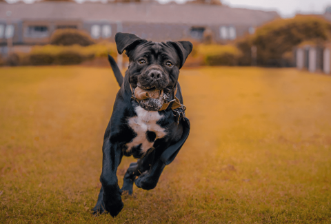 Cane Corso Eğitimi