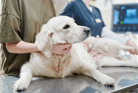 Erkek ve Dişi Köpekleri Kısırlaştırmak Sakinleştirir mi Köpekleri Kısırlaştırmanın Faydaları ve Zararları Nelerdir