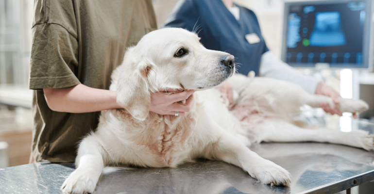 Erkek ve Dişi Köpekleri Kısırlaştırmak Sakinleştirir mi Köpekleri Kısırlaştırmanın Faydaları ve Zararları Nelerdir
