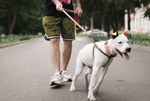 Köpeğim Sözümü Dinlemiyor Nedenini Öğren!