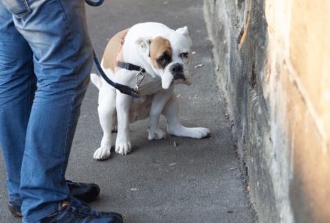 Köpek Kakasını Neden Yer Çözümü Nedir!