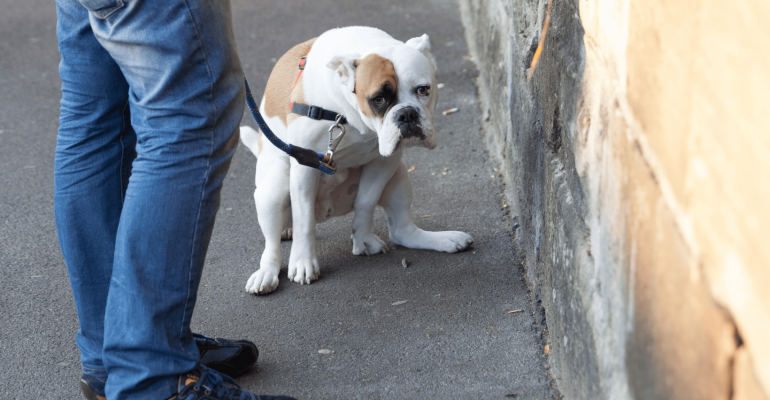 Köpek Kakasını Neden Yer Çözümü Nedir!