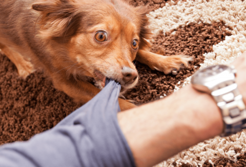 Köpek Neden Isırır ve Isırarak Neden Oynar Çözümü!