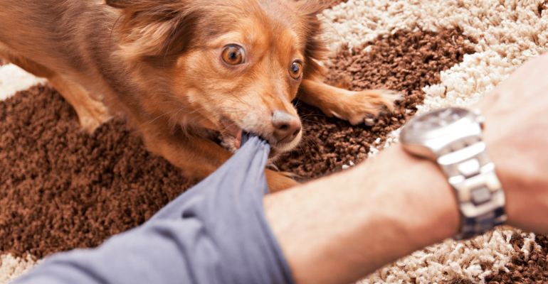Köpek Neden Isırır ve Isırarak Neden Oynar Çözümü!