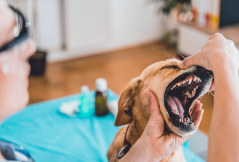 Köpeklerin Kaç Tane Dişi Vardır