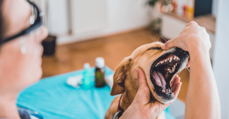 Köpeklerin Kaç Tane Dişi Vardır