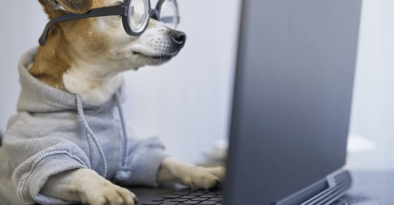 Köpeklerin Kan Grubu Nedir