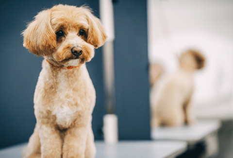 Maltipoo Eğitimi