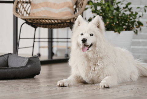 Samoyed Eğitimi