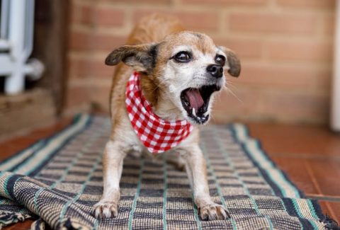 köpek neden havlar