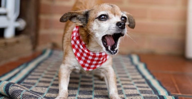köpek neden havlar