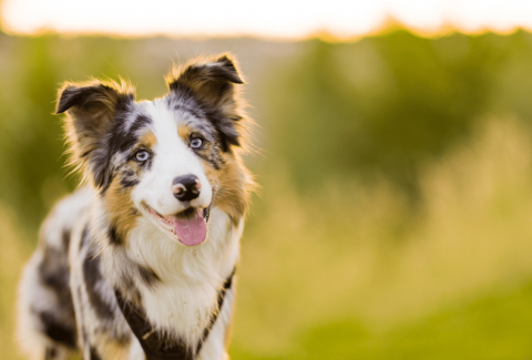 Border Collie Eğitimi