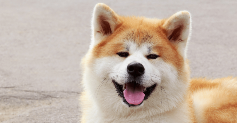 Akita İsimleri