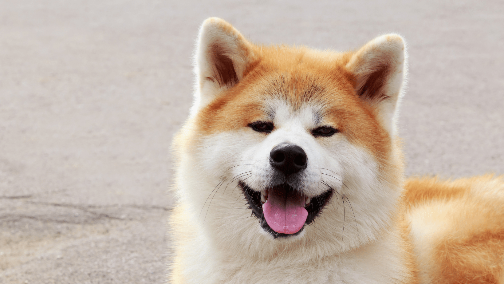 Akita İsimleri | Köpek Eğitmeni