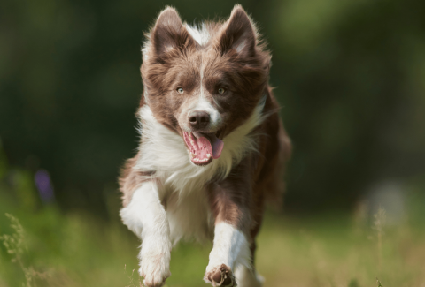 Border Collie İsimleri