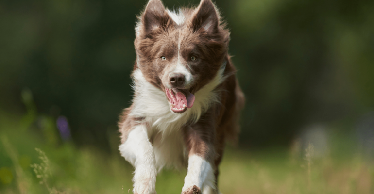 Border Collie İsimleri