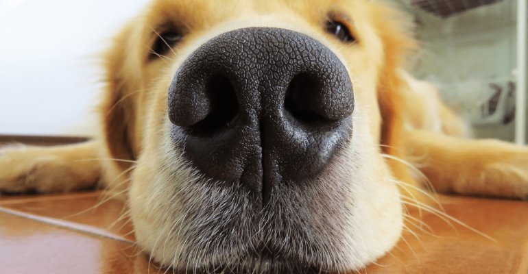 Golden Retriever İsimleri