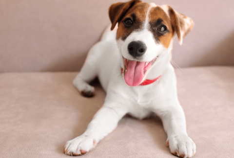 Jack Russell İsimleri