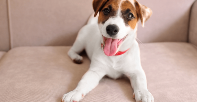 Jack Russell İsimleri