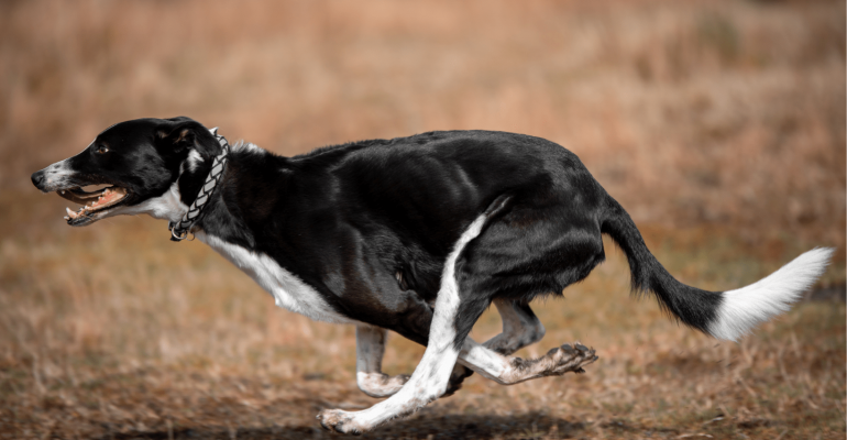 Köpek Kaç Km Hızla Koşar