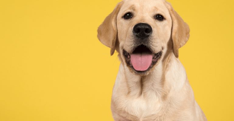 Labrador Retriever İsimleri