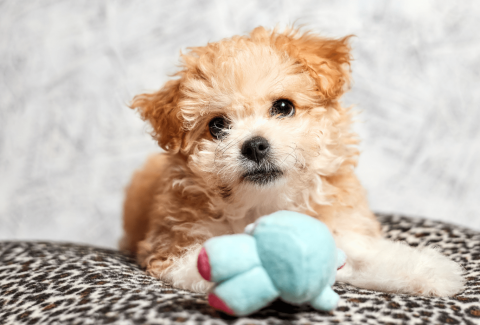 Maltipoo İsimleri