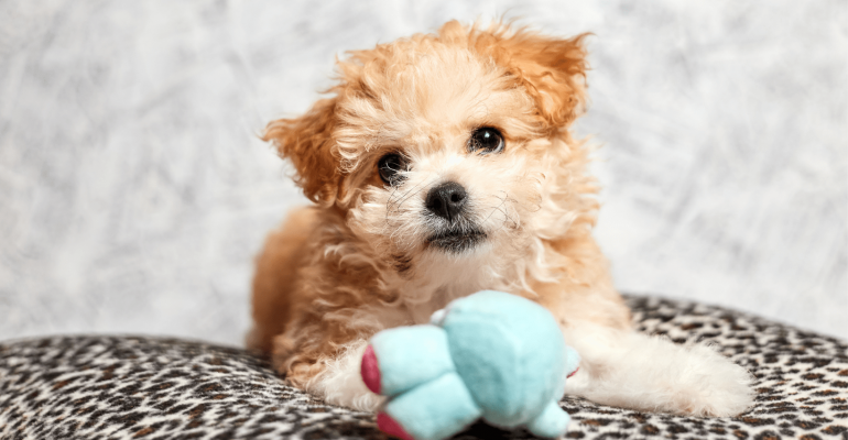 Maltipoo İsimleri