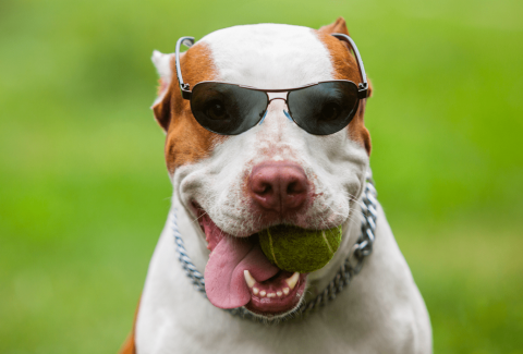 Pitbull İsimleri