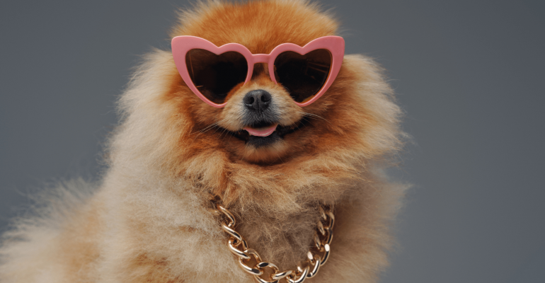 Pomeranian Boo İsimleri