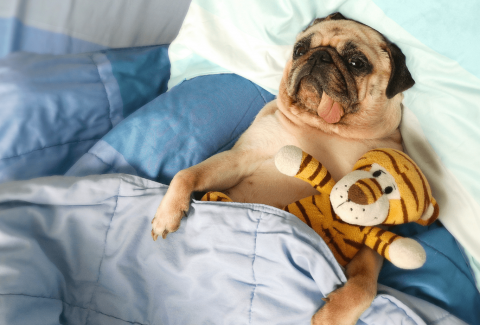 Pug İsimleri