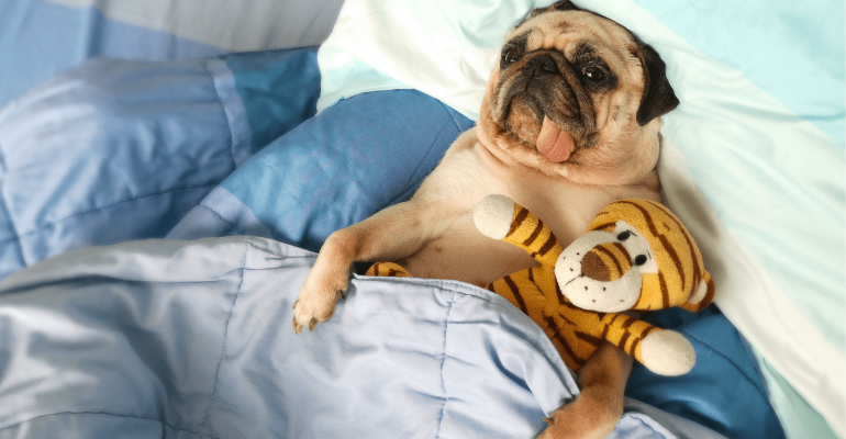 Pug İsimleri