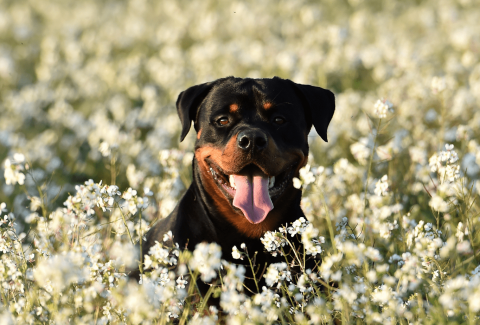 Rottweiler İsimleri