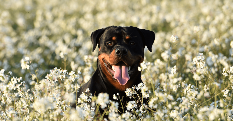 Rottweiler İsimleri