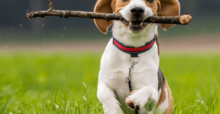 Beagle İsimleri
