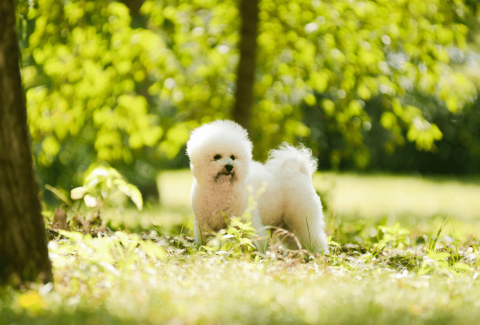 Bichon Frise Eğitimi