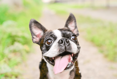 Boston Terrier Eğitimi