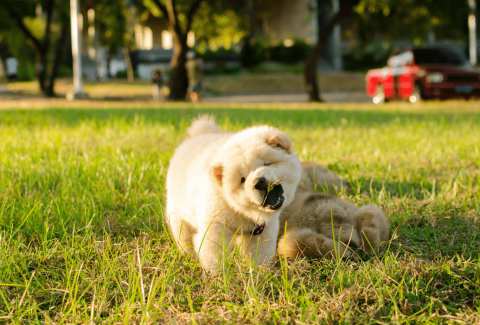 Chow Chow İsimleri