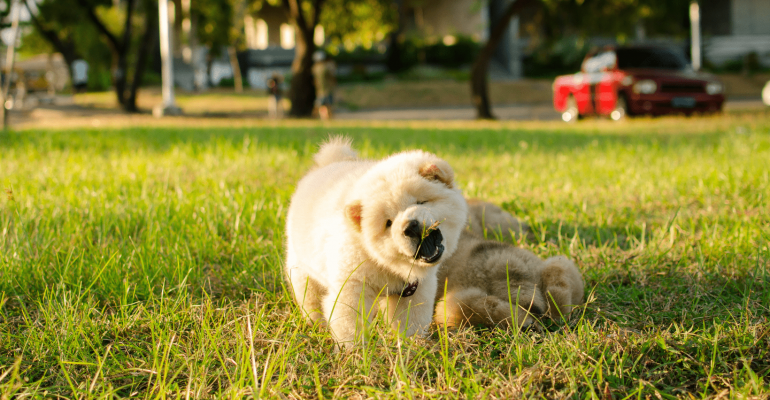 Chow Chow İsimleri