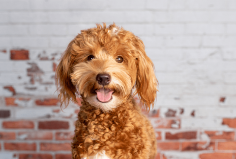 Goldendoodle Eğitimi