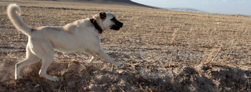 Kangal İsimleri