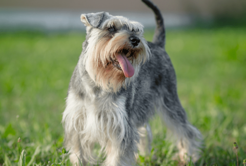 Schnauzer İsimleri