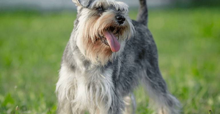Schnauzer İsimleri