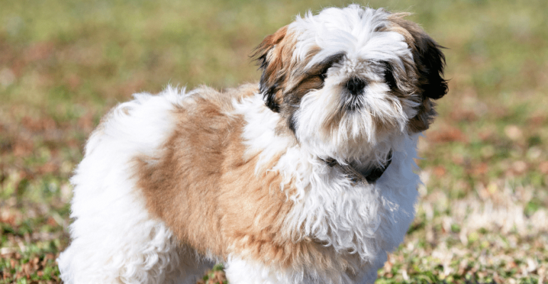 Shih Tzu İsimleri