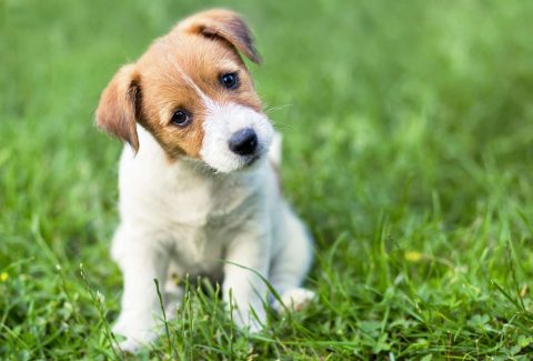 1 aylık köpek eğitimi